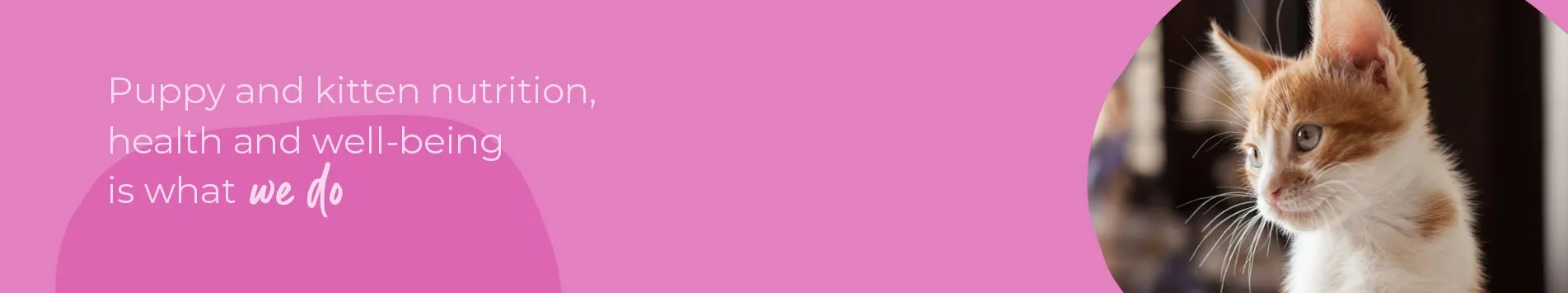 Start of Life for Your Puppy or Kitten