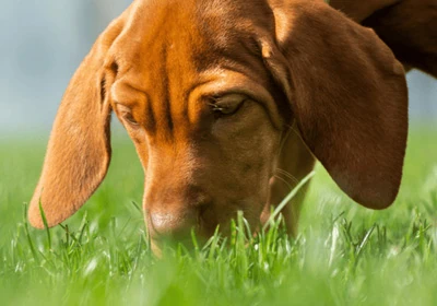 Springtime Allergies in Pets: Symptoms and Treatments