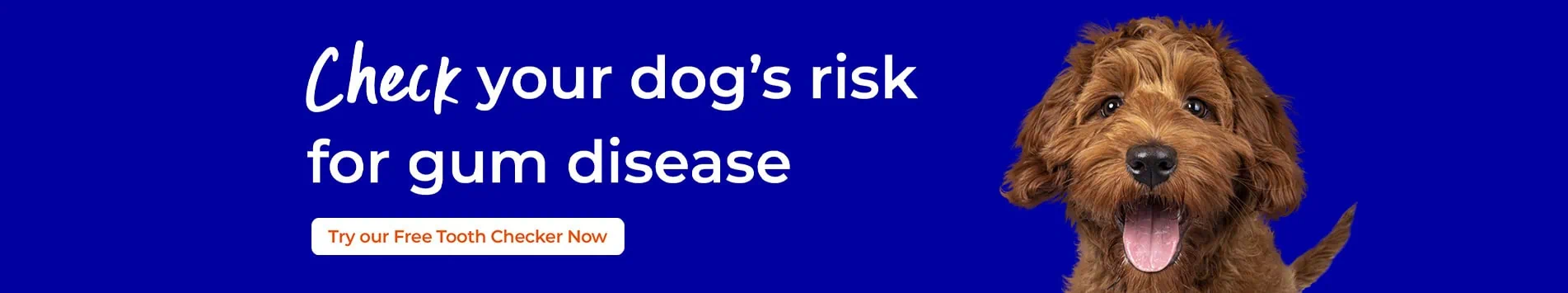 Dog Dental Care